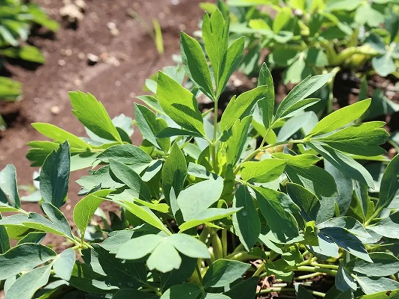 (株)喜界島薬草農園のポリシー